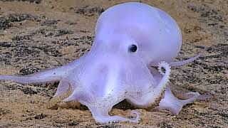 Facts: The Casper Octopus by Deep Marine Scenes 2,926 views 1 month ago 3 minutes, 32 seconds