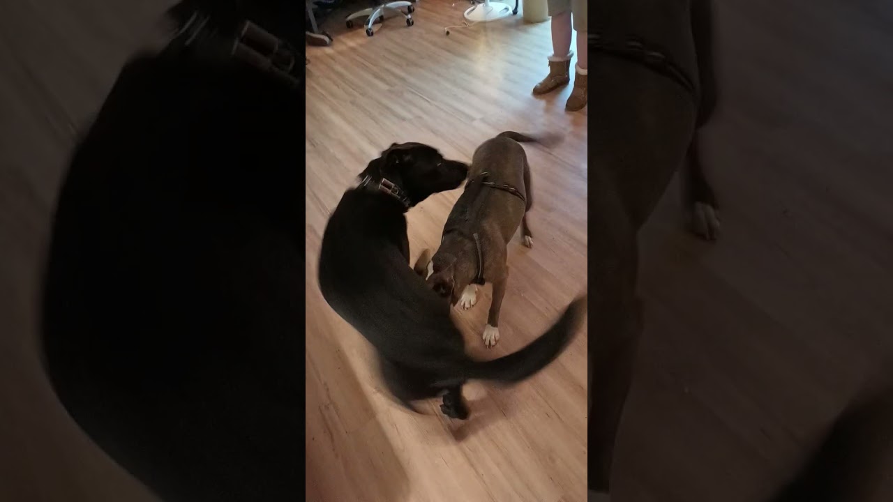 Chong playdate ❤️