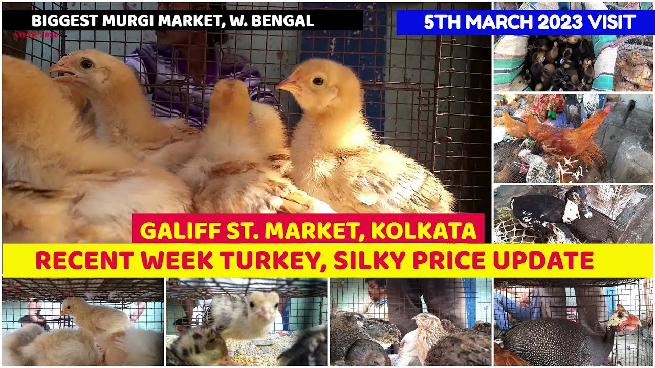 Recent WeekTurkey, Silky, Quail Price Update Galiff Street Pet Market