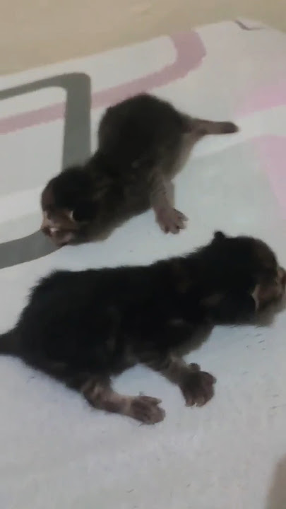 Kittens Mittens #shortsvideo #kitten #animalshorts