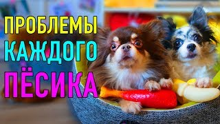 ПРОБЛЕМЫ КАЖДОГО ПЁСИКА | ПАРОДИЯ Magic Pets