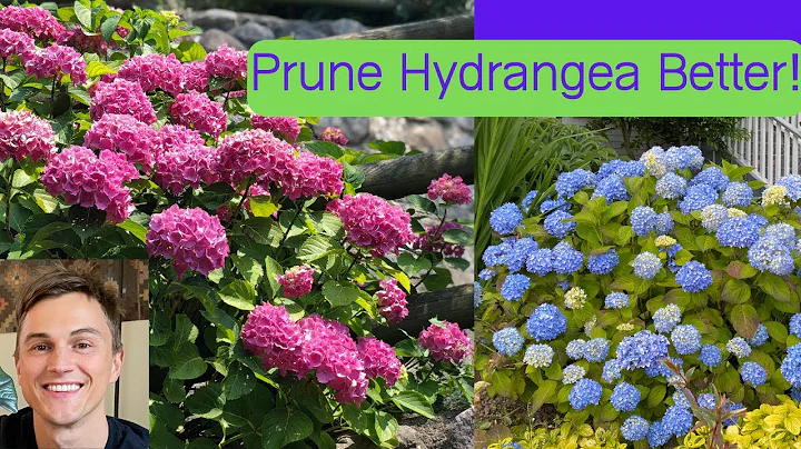 How to Prune Big Leaf Hydrangea for Maximum Flowers (Hydrangea macrophylla) - DayDayNews