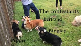 The Great Corgi Race