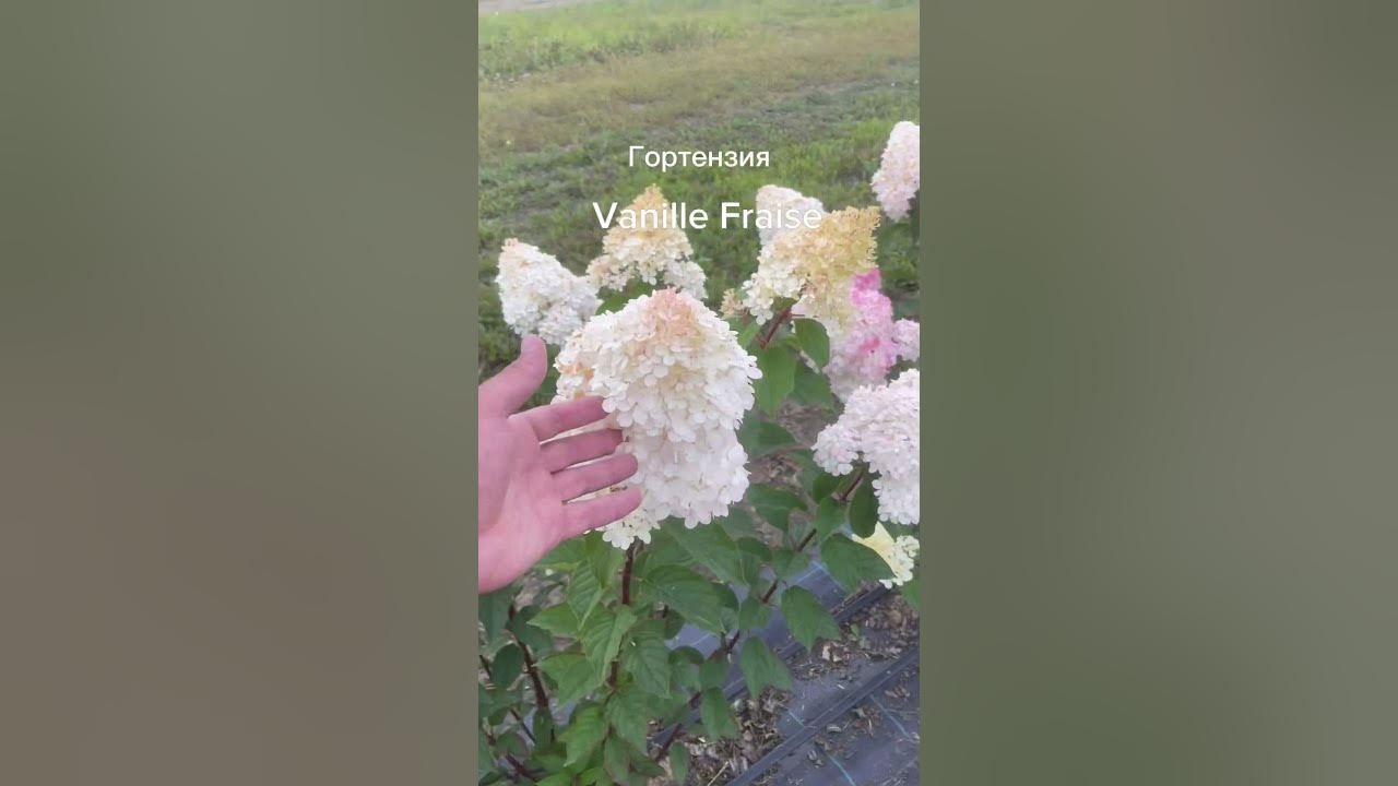 Гортензия Vanilla Fraise (Ванила Фрайз). Самая продаваемая гортензия в ...