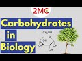 Carbohydrates Unpacked: Exploring Their Structure And Functions In Living Organisms