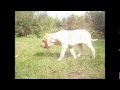 Bracco Italiano - Pointing - Cesarino Alquanto Magnificente. の動画、YouTube動画。