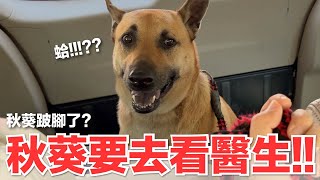 【好味小姐】秋葵要去看醫生秋葵跛腳了好味貓日常218