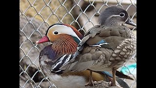 Mandarynki, zaloty kaczora i poranna kąpiel,Aix galericulata,Mandarin Duck,The mating game of ducks. screenshot 2