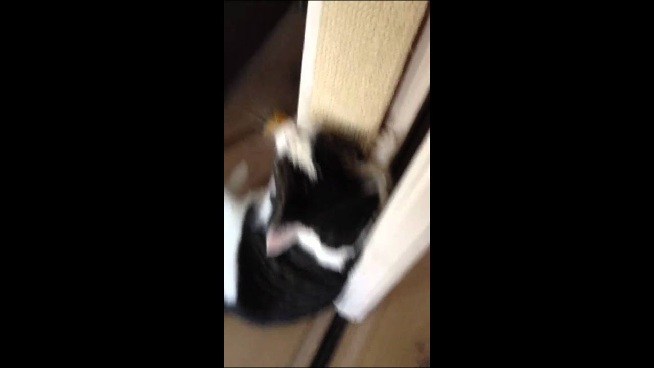 Idgie's New Scratching Post