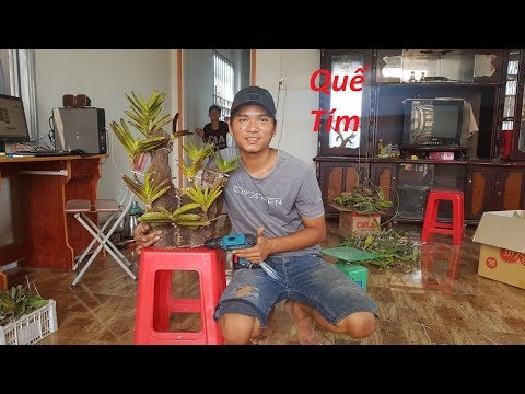 Ghép 9 cây quế tím lên lũa | ĐAM MÊ LAN RỪNG 0981052175 | Foci