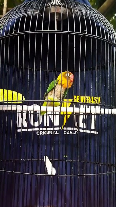 Love birds gacor ngekek panjang konslet - Love Birds Sounds Ngekek #Shorts