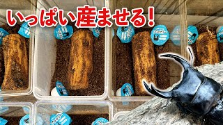 オオクワガタの産卵セットの作り方 成功の秘訣や注意点などをブリーダーが解説