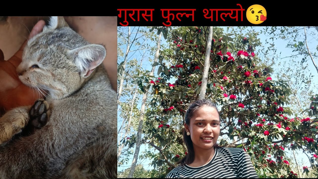 गाउघरमा त गुरास फुल्न थाल्यो है😘#pakhribas #villagelife 