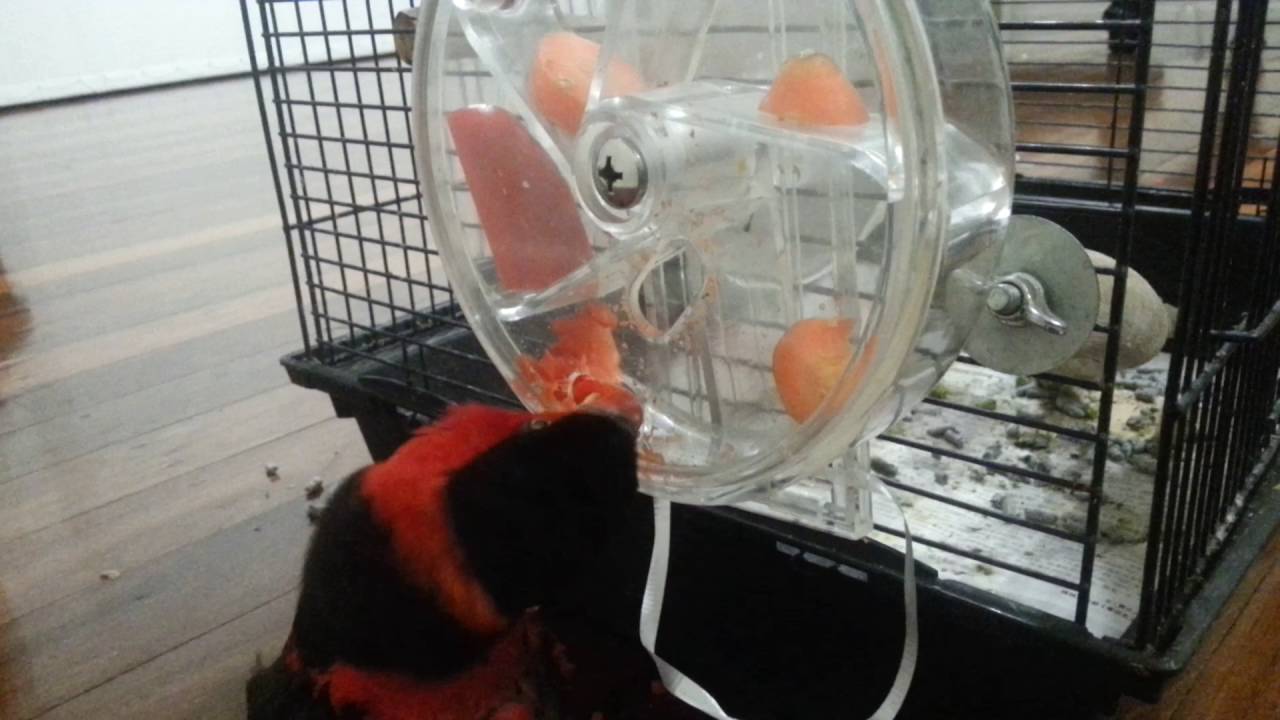 Black capped lory / lorikeet using the caitec Creative Foraging System