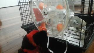 Celebrity Black capped lory / lorikeet using the caitec Creative Foraging System Foraging Wheel to get veggies Profile