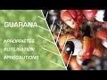 Comment utiliser le guarana  phytothrapie