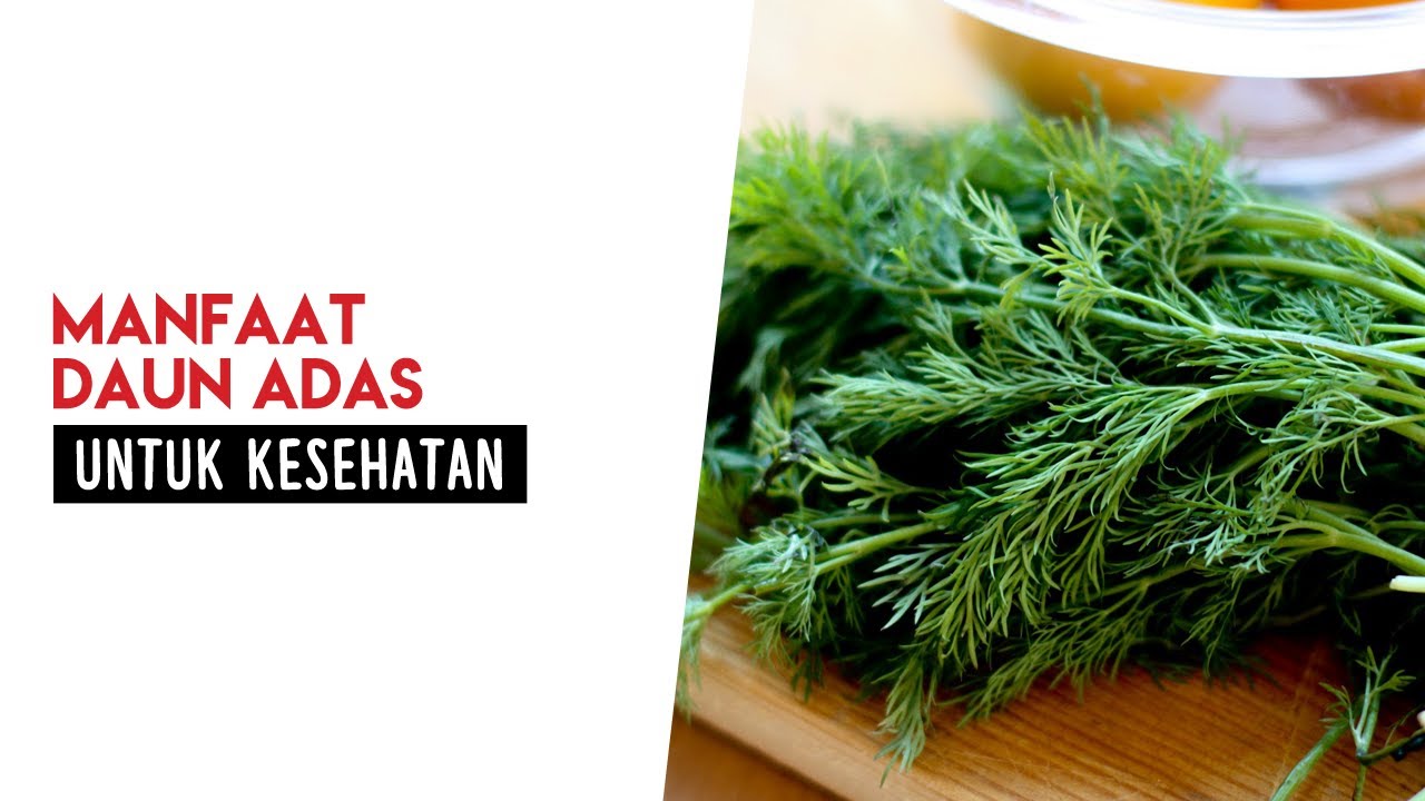 2000 Gambar Daun Adas HD Paling Keren 2000 Gambar Daun Adas HD Paling Keren