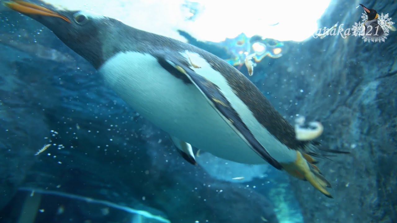 旭山動物園 オキアミをパクパク食べるペンギン達 Youtube
