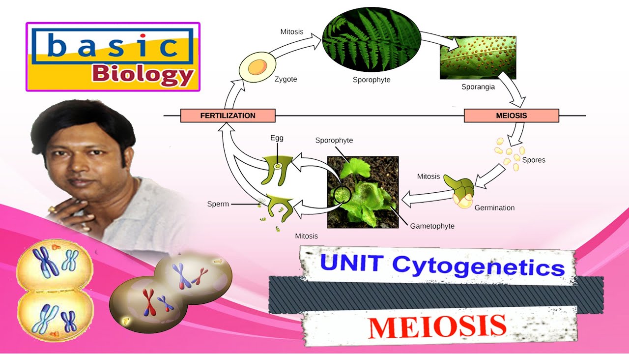 Basic Biology |Cytogenetics Unit | Meiosis – X & XI - YouTube