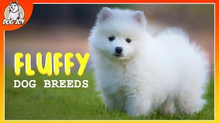 Meet the Fluffiest Dog Breeds in the World!