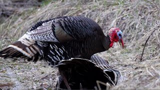 One Day Turkey Hunt in Montana (Hunt, Clean, Cook) screenshot 1