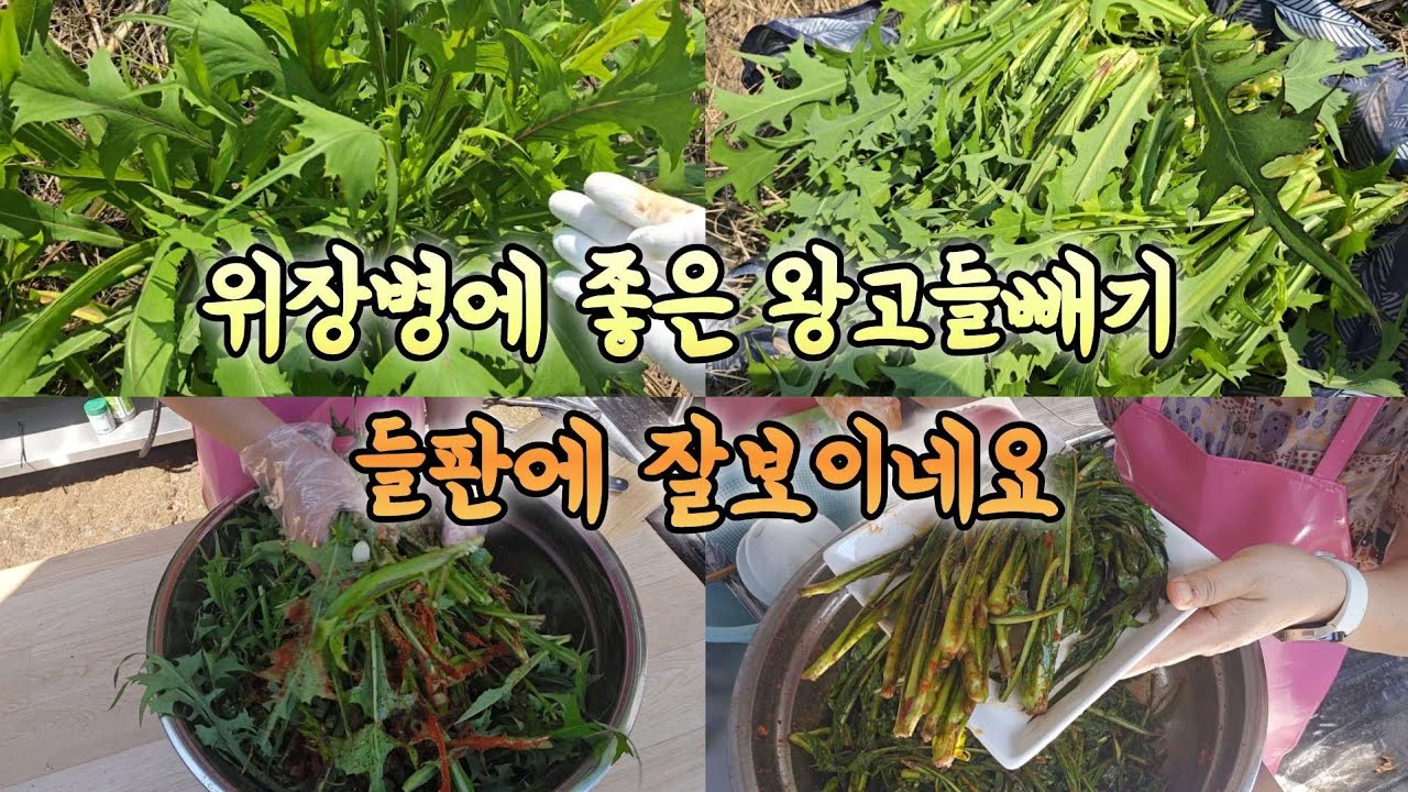 들판에 왕고들빼기가 잘보여요 위장병에 좋답니다 대박 군락