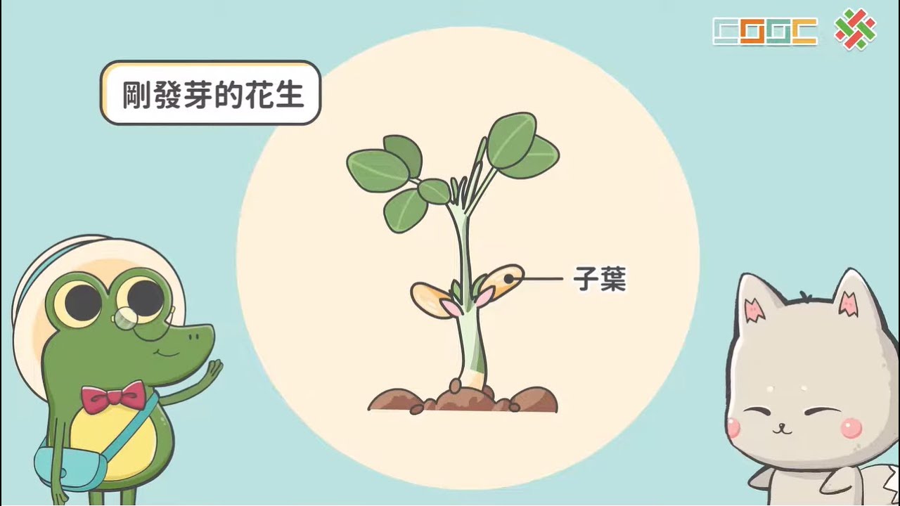 均一-被子植物
