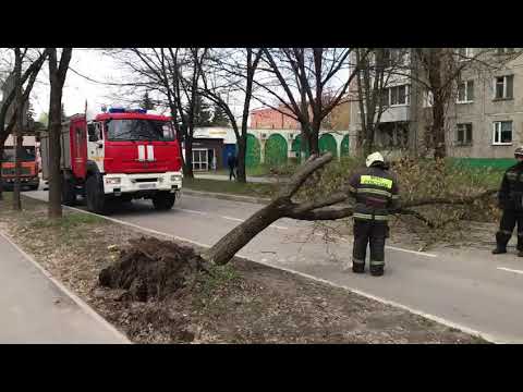 В Твери от ветра упало и перегородило дорогу дерево