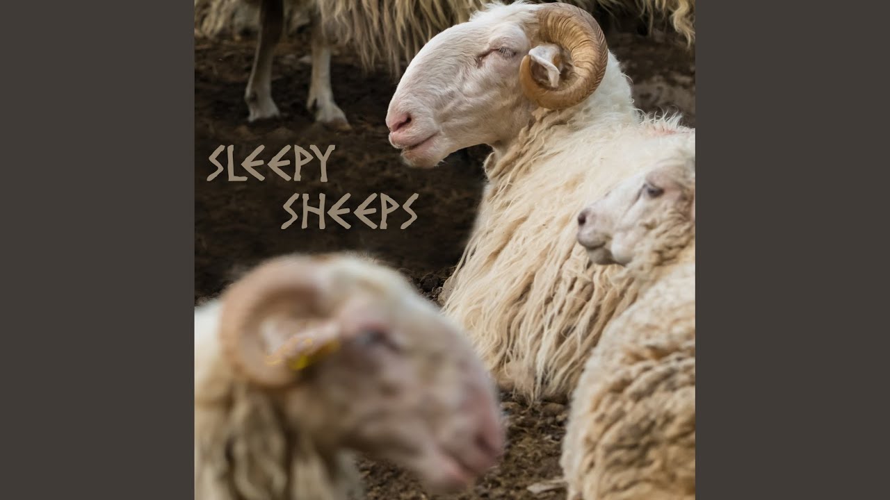 Watch Sleepy Sheeps on YouTube Watch Sleepy Sheeps on YouTube