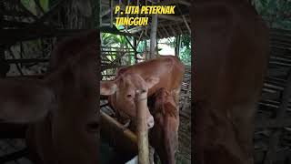 P Lita Peternak Tangguh Di Mrawan Mayang Jember