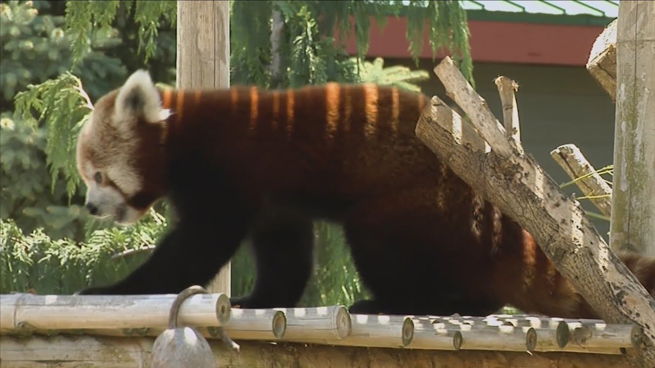 Red Pandas At The Blank Park Zoo YouTube