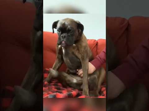 Dogs being idiots part 165 🤣🐕 #funnydog #funnypet #cutedog #dog #pets #shorts