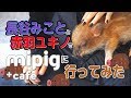 女子二人でオシャレな豚カフェレポしてたら終始子ブタさんが可愛い動物動画🐷