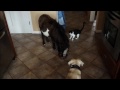 Miniature horse Cats Dogs enjoying snack