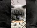 Лени хватит на всё!!!!! #cat, #catshorts #nataliabern, #shots