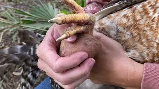 How to Despur a Rooster using the Potato Method: Step-by-Step Tutorial @gorgeousgoatsgalore-rpr