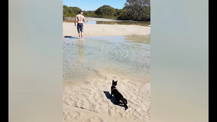 Kittens First Swim