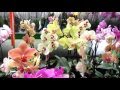 Цветы. Орхидеи (фаленопсис) в садовом центре Харькова (Украина).