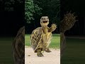 Why Dodos Really Went Extinct 🦤 | The Sad Truth About the Dodo Bird #shorts