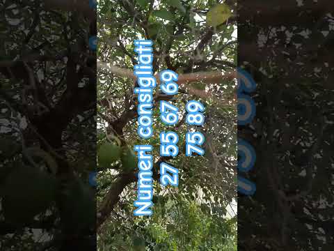 Video almanacco del 28/02/226