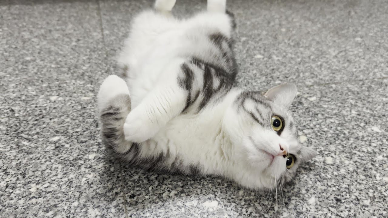 每天都随地大小躺