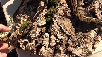 Baby Reticulated Pythons