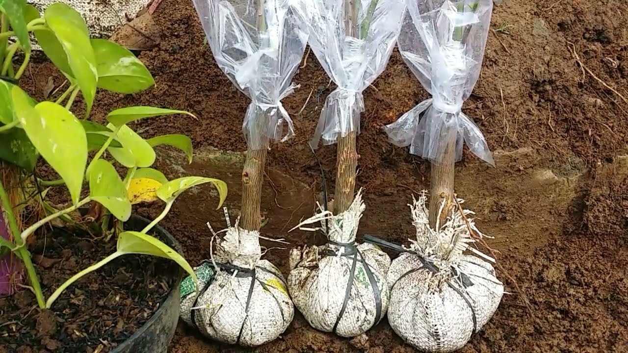 Cara stek Bougenville langsung sisip,proses + hasil-Sunardi bibit channel