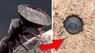 Don't Underestimate These Creepy Crawlies! 10 Insect Hunters with Strategies SMARTER Than You Think!