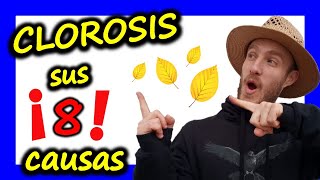 💥Como Evitar las HOJAS AMARILLAS en las Plantas 🌟 8 CAUSAS ✅