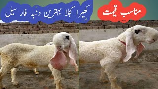 Kheera Kajla For Sale In Munasib Priceخوبصورت کجلا براۓ فروخت