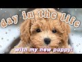 Day in the life with my poochon puppy!