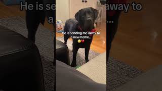 Difficult dog finds out his family is giving him away