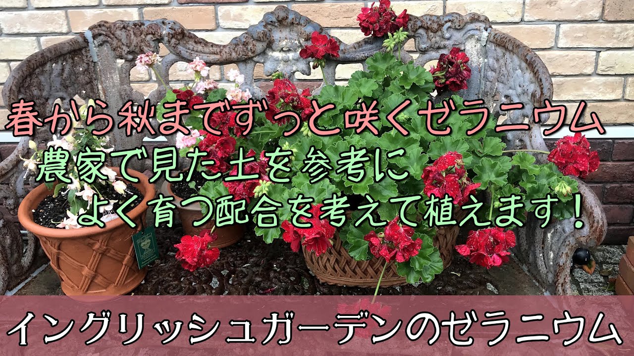 ガーデニング 春から秋までずっと咲くお花 初心者でも簡単に満開に出来るゼラニウム 農家で見た土を参考に よく育つ配合を考えて植え替えます 園芸 荒れ果てたイングリッシュガーデン Youtube