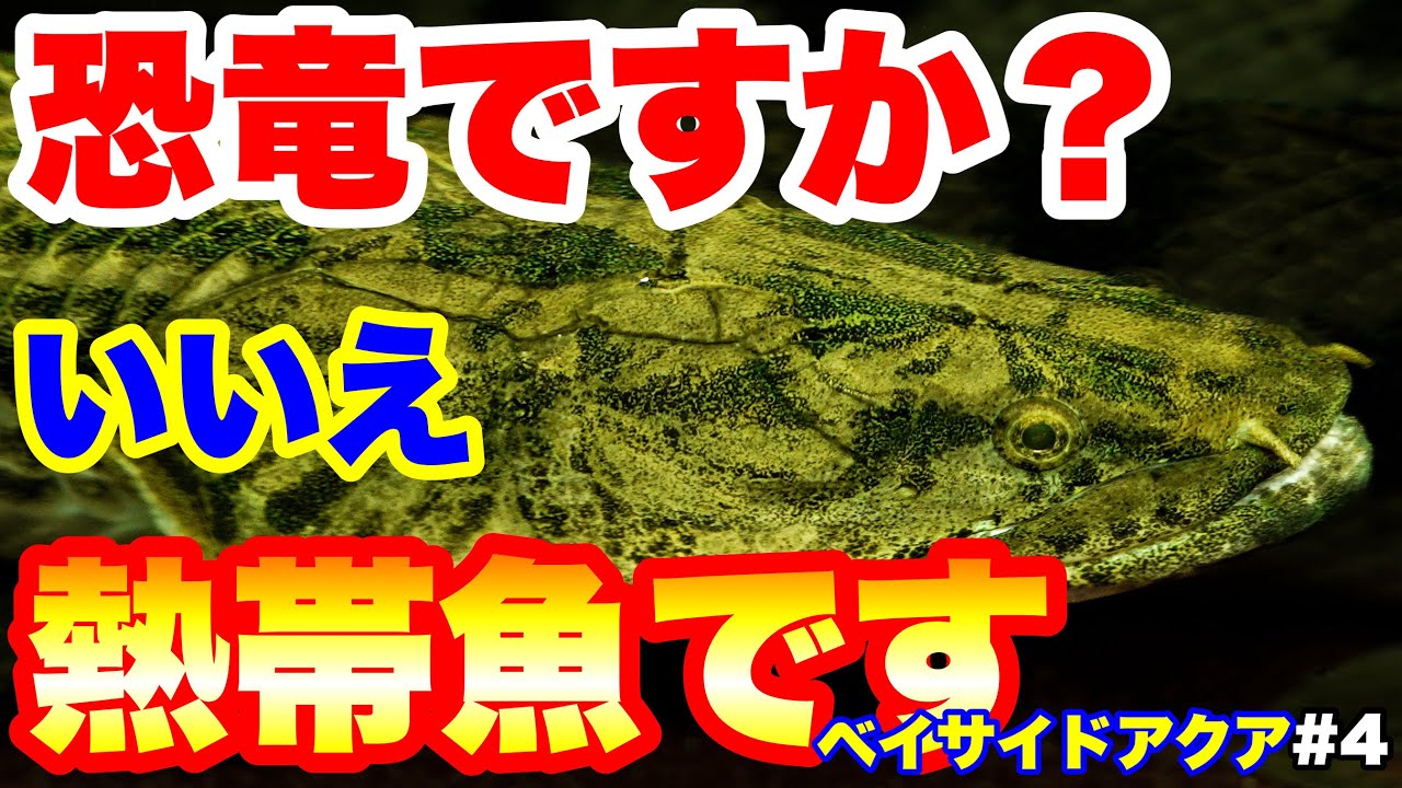 コラボショップ訪問】#4 恐竜のような熱帯魚！タンガニーカコンギクス